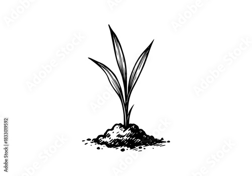 Rice Plant hand drawn simple sketch vector illustration