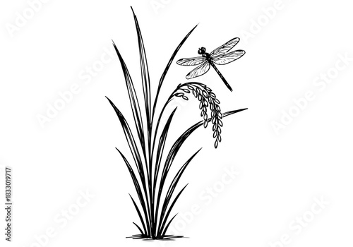 Rice Plant hand drawn simple sketch vector illustration