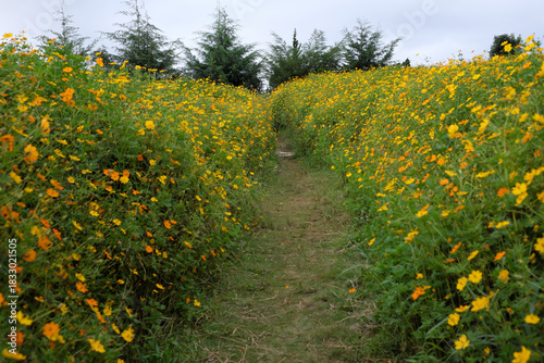 Vibrant Yellow Cosmos Bipinnatus Flower Field in Dalat Highlands, Vietnam