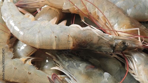 Close-up of fresh sea shrimp