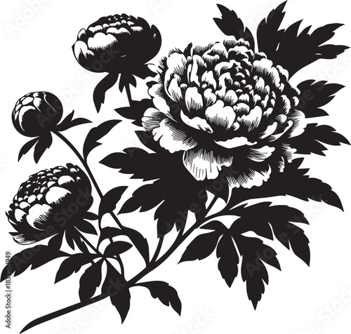Set of peony flowers and buds on a branch, silhouette vector illustration.