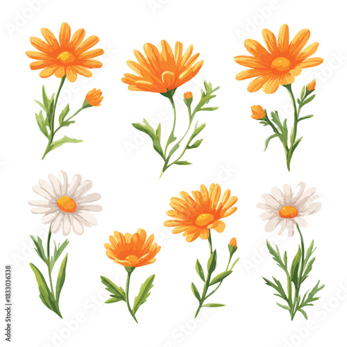 set of flowers isolated
