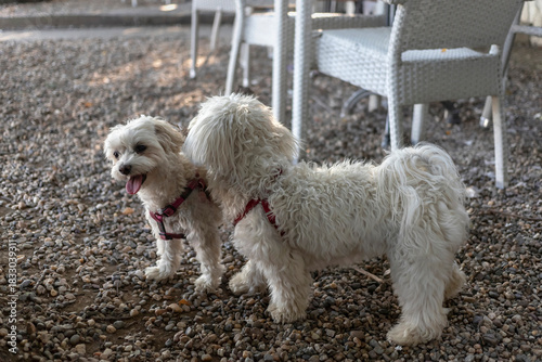 Two dogs playing at the beach