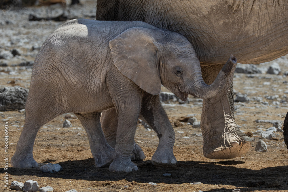 Fototapeta premium African elephants, are members of the genus Loxodonta, these are African bush elephants (L. africana), drinking, bathing, playing, dusting at Okaukuejo waterhole in the Etosha National Park, Namibia