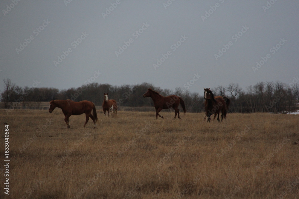 Fototapeta premium Playful Horses Watch Me Closely as I Photograph Them.
