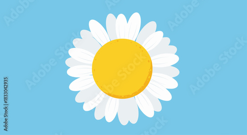 Simple and beautiful daisy or chamomile flower with white petals and a yellow center against a solid light blue background.