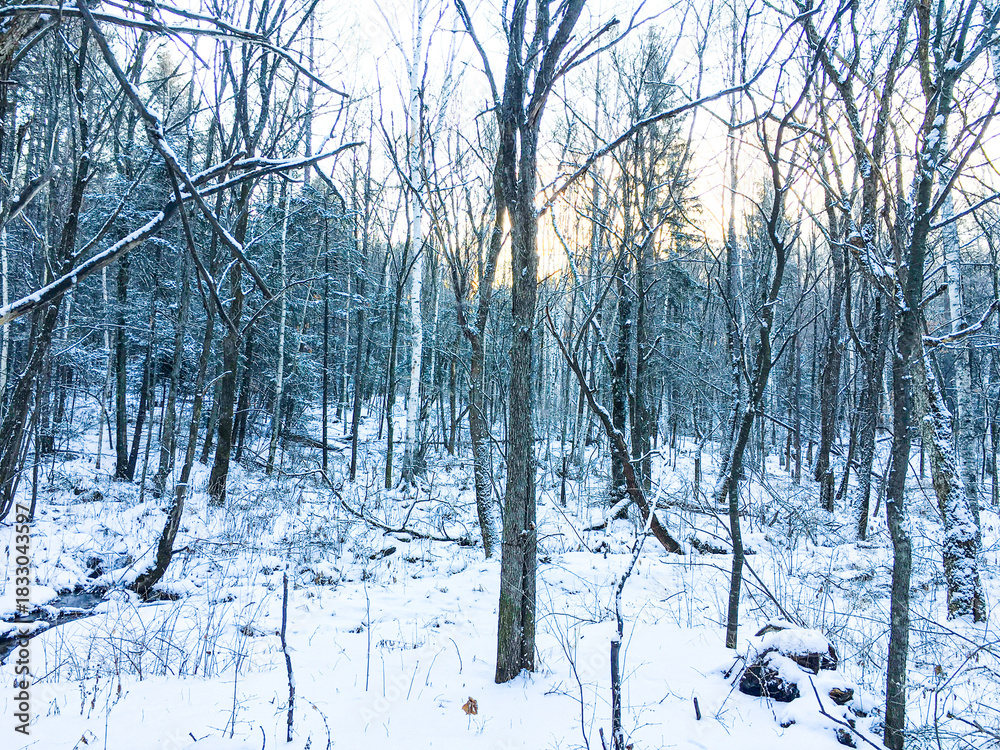 Fototapeta premium winter forest in the snow
