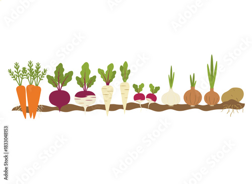 Vegetable roots grow beneath the soil, with farm crops and agricultural harvests like carrots, beets, and potatoes cultivated underground in garden beds, depicted as a flat vector illustration on a
