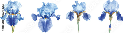 Blue iris flower. Set Watercolor hand drawn illustration isolated on white. Soft blue flower for floral design of postcards, home decor, textiles, posters, stickers, scrapbooking, invitations, prints.