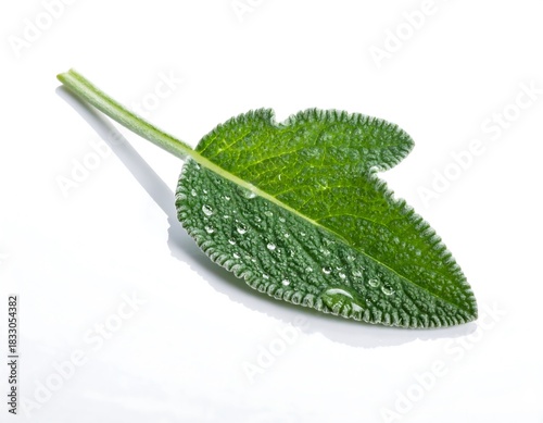 Single sage leaf with water droplets on white background showcases freshness