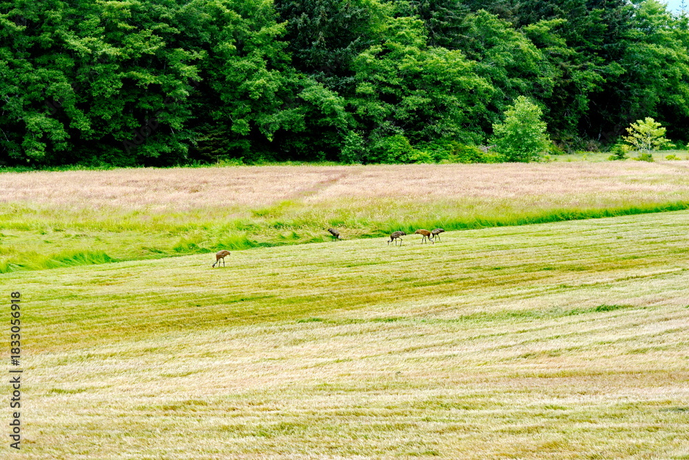 Obraz premium Sandhill Cranes on a field field in summer on Graham Island in Haida Gwaii, BC, Canada