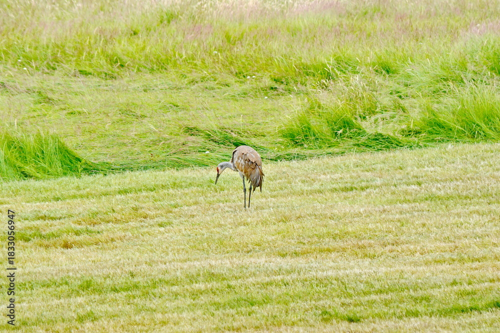 Obraz premium Sandhill Cranes on a field field in summer on Graham Island in Haida Gwaii, BC, Canada