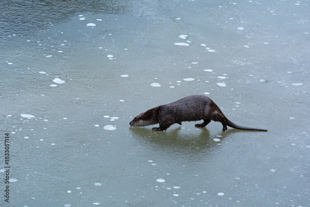 Fototapeta premium Otter walking across thin ice on a frozen lake