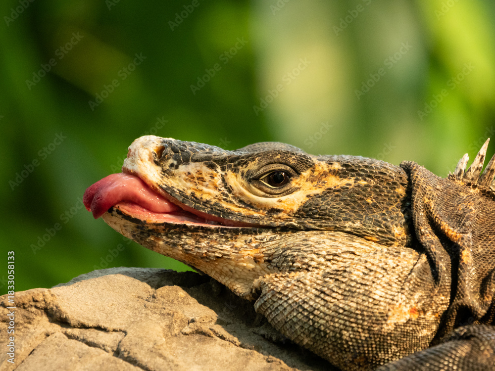 Obraz premium Close-up lizard on rock with tongue out and detailed scales