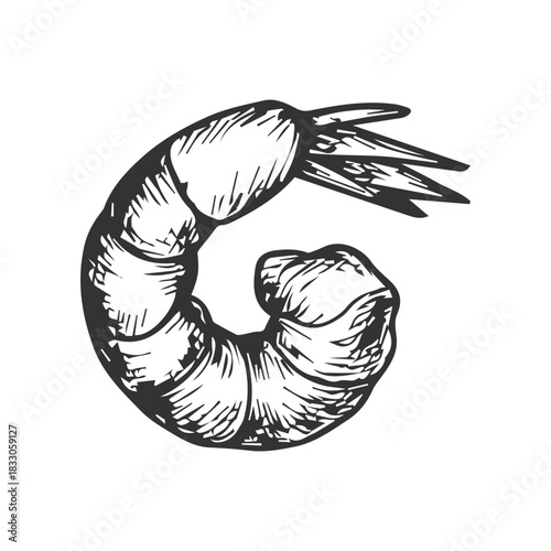 Shrimp sea food icon. Hand drawn engraved food sketch illustration.