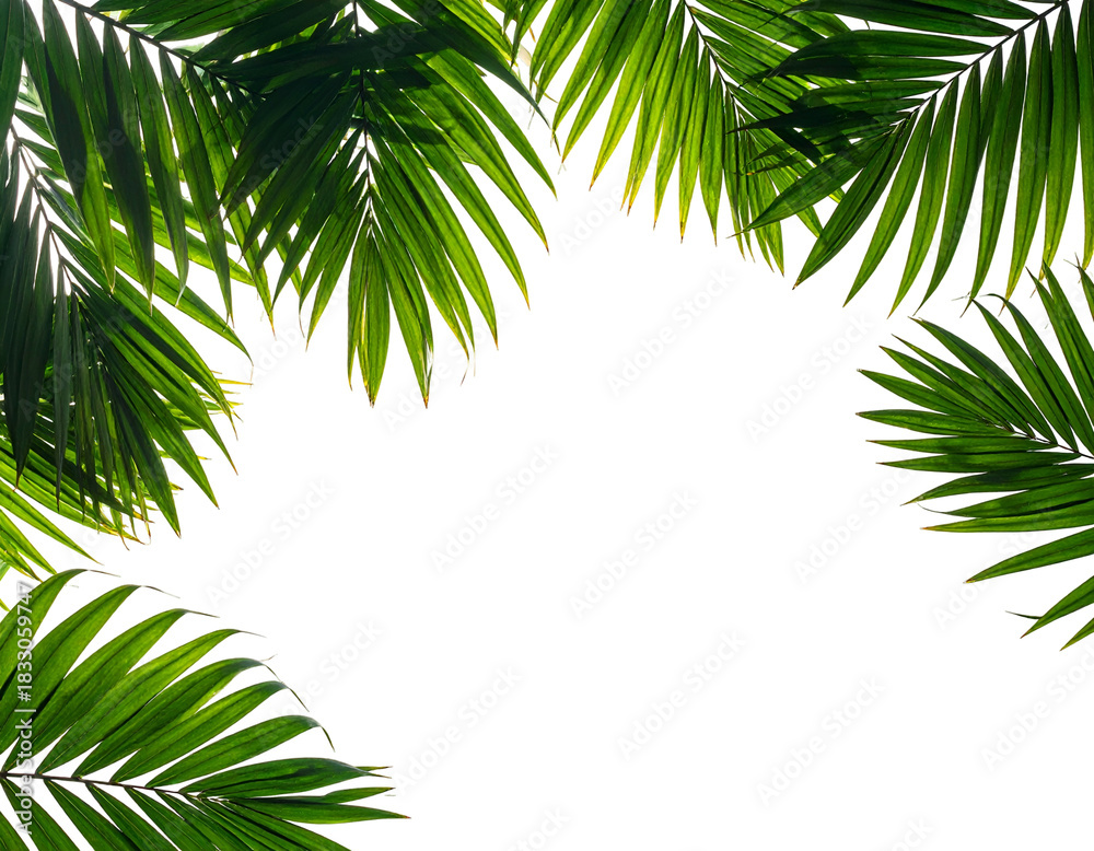 Naklejka premium Green tropical palm fronds frame a deep black cutout background