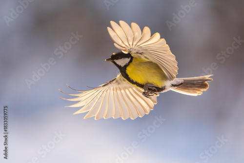 great tit (parus major)  in flight