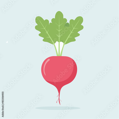 Single Radish Vegetable With Green Leaves Isolated On A Light Blue Background And Shadow