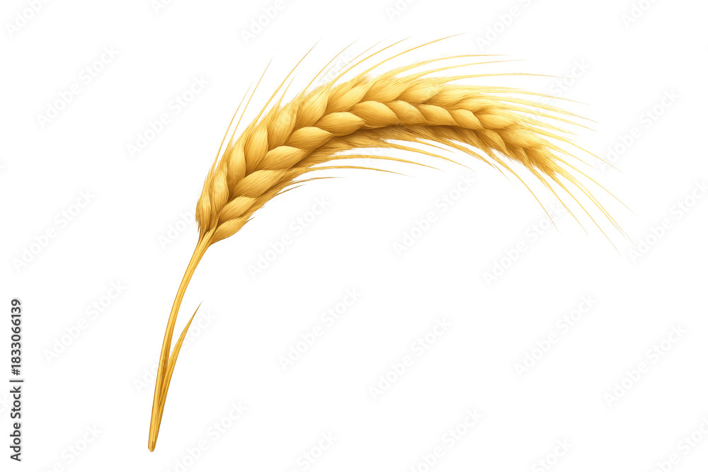 Naklejka premium Golden wheat stalk, ripe grain cereal agriculture harvest, natural food ingredient on transparent background