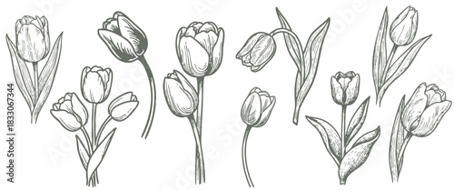 Elegant hand-drawn tulip flowers in vintage etching style create a timeless botanical pattern, ideal for wedding invitations, stationery, or adding a touch of classic beauty to any design project