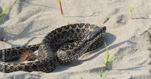 Close-up of meadow viper (Vipera ursinii) on sand attacking for defence