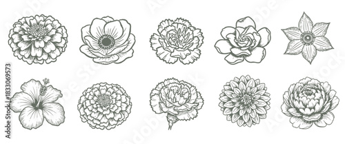 Hand-drawn botanical illustrations with a collection of vintage floral designs showcasing anemone, carnation, dahlia, hibiscus, and gardenia perfect for cards and invitations