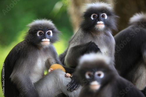 Quadro em tela Dusky Langur(Trachypithecus obscurus) recognized by white eye-rings,grey fur with black hands and feet
