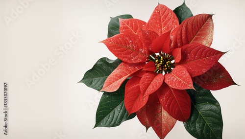 Bright Red Poinsettia Flower With Green Leaves Against a White Background