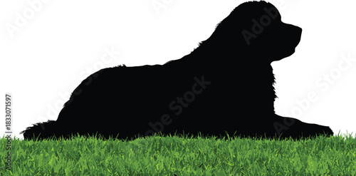 Black silhouette of a large, long-haired dog, possibly a Newfoundland or Saint Bernard, lying down patiently on a strip of green grass vector illustration