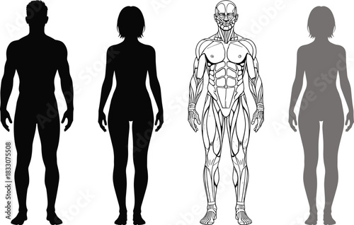 Male and female human anatomy silhouettes and muscle diagram male silhouette female silhouette