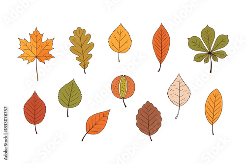 Assortment of Hand- Drawn Autumn Leaves in Various Colors