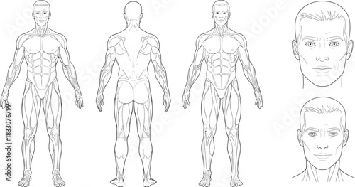 Male anatomy muscle diagram front back and head views line art human body muscles