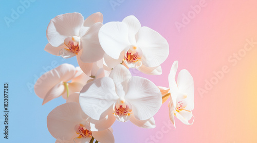 Minimalist Orchid Oasis Odyssey composition with elegant orchids on a clean background, subtle gradients and refined layout