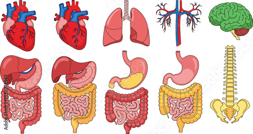 Human internal organs and skeletal system diagram with heart lungs brain digestive system and spine