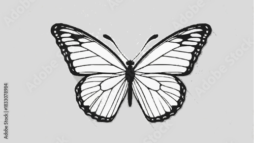 Black and white isolated vector illustration of a beautiful tropical butterfly insect with detailed wings flying in nature