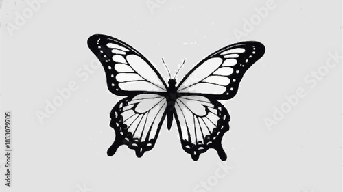 black and white butterfly