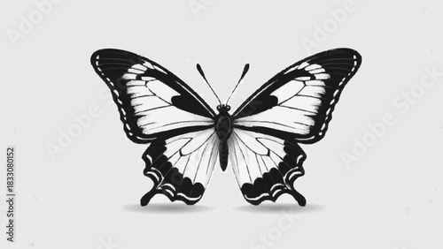 butterfly isolated on white