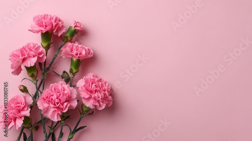 Vector illustration of pink carnations on pastel background for greeting card design.