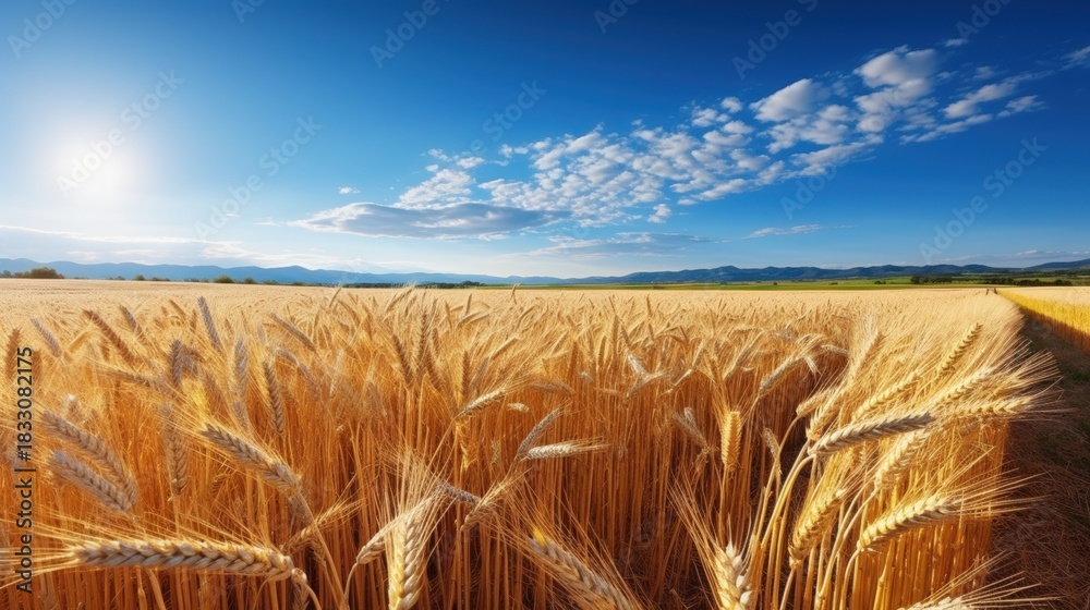 Fototapeta premium A golden wheat field under a bright blue sky with scattered clouds, showcasing the beauty of agriculture and nature.