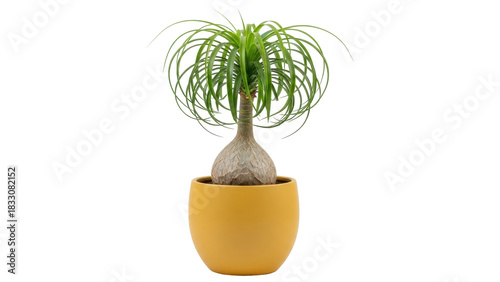 Tableau sur toile Isolated ponytail palm plant in yellow ceramic pot, botanical houseplant decorat