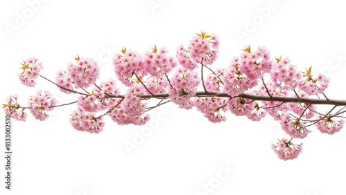 Fotografija Isolated flowering pink cherry branch, floral spring blossom, beautiful flowers