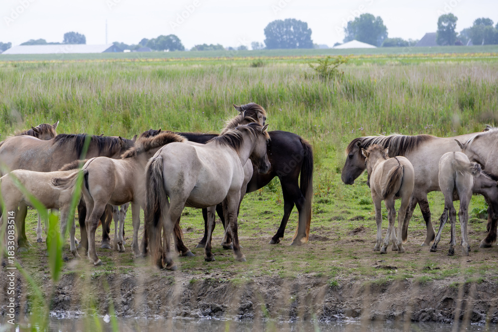 Fototapeta premium wild konik horses in the field