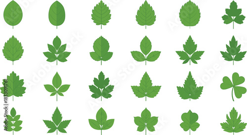 Collection of Various Green Leaf Shapes and Designs plant nature