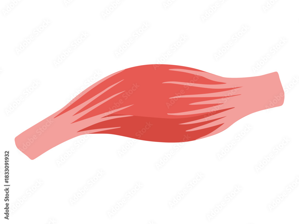 Fototapeta premium Fusiform Muscle Cells