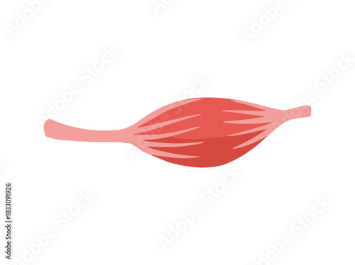 Fusiform or Biceps Brachii Muscle Cells
