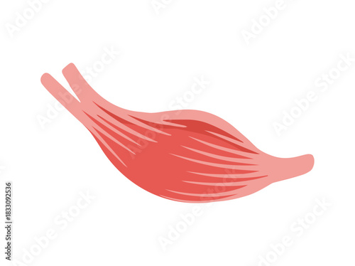 Human Biceps Brachii or Fusiform Muscle Anatomy