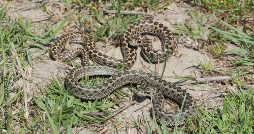Couple of meadow vipers (Vipera ursinii) basking, top view