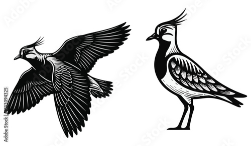 Vector illustration of a bird, vector illustration of an eagle
