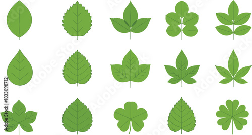 Collection of fifteen green leaf illustrations with varied shapes and veins leaves