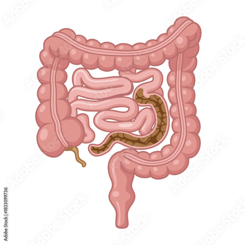 Human Stomach and Intestinal System Vector